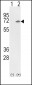 Ku70 Antibody (Center)